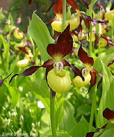Cypripedium calceolus
